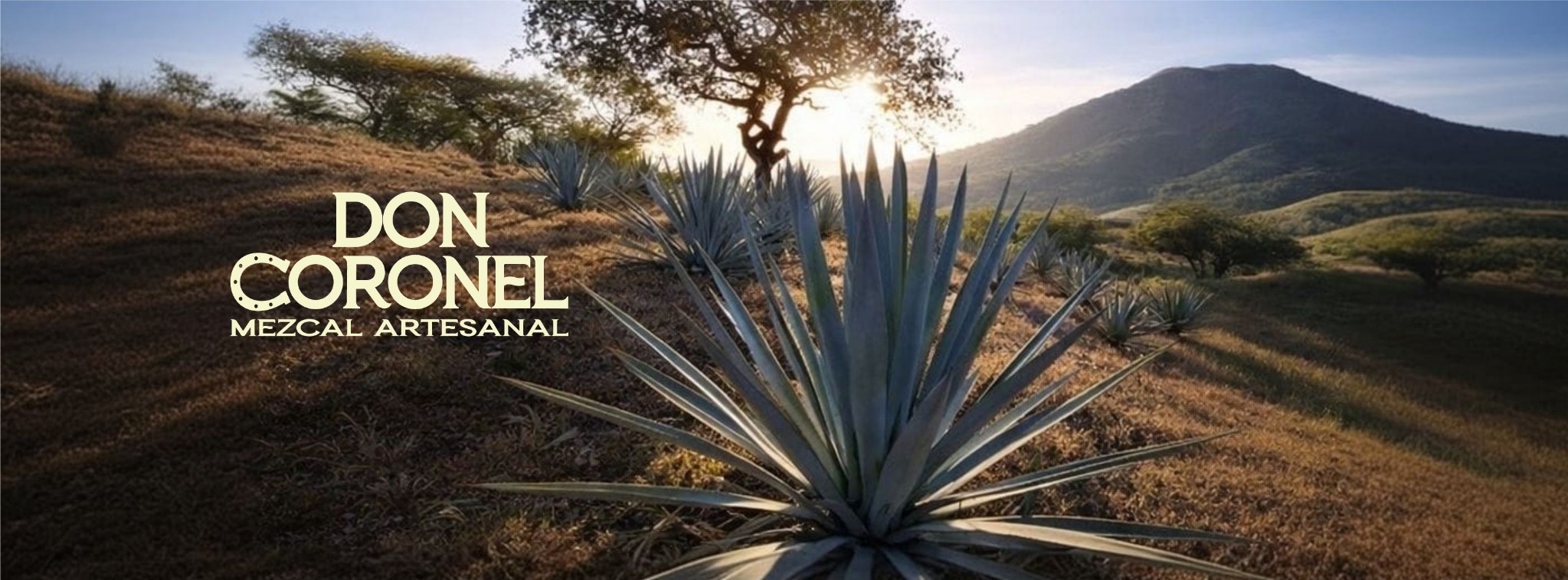 Campo de agave Don Coronel